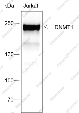 Recombinant DNMT1 Monoclonal Antibody - 1