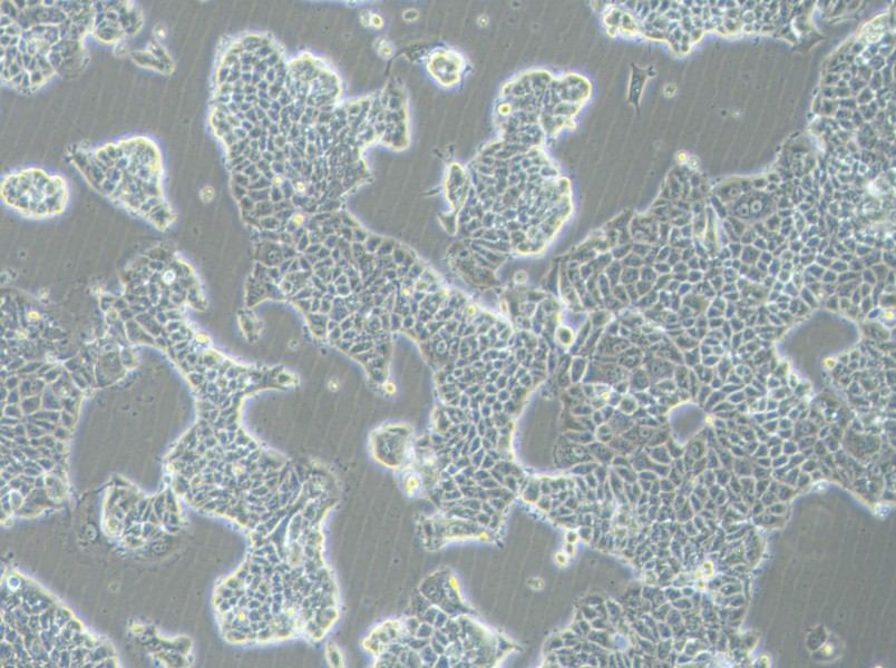 MCF-7-FLUC Cell Complete Medium-searchlist-1