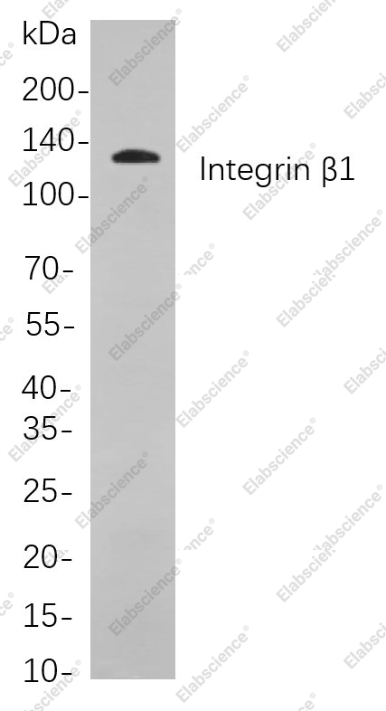 Recombinant Integrin β1 Monoclonal Antibody - 1