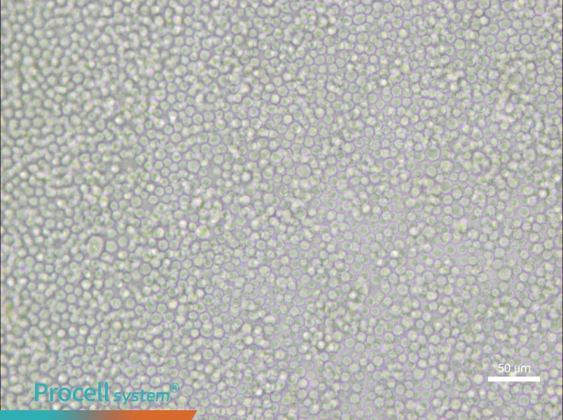 P388D1 Cell Complete Medium - small - 6