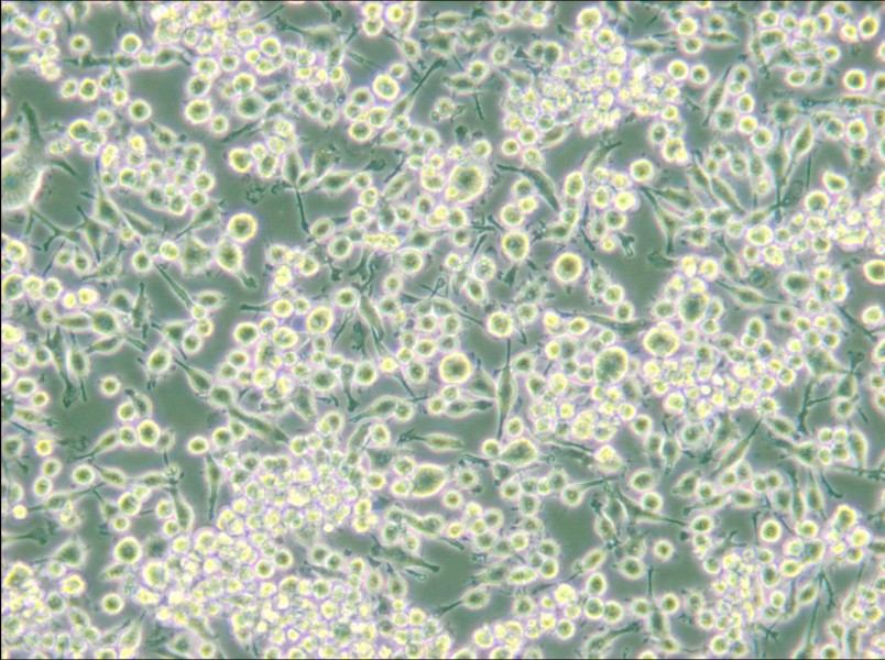 BV2 (MEM, with NEAA) Cell Complete Medium - 4