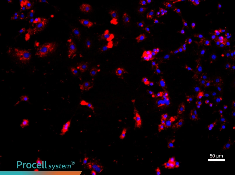 Mouse Glomerular Endothelial Cells - 1