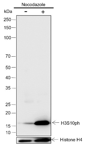 Recombinant Phospho-Histone H3 (Ser10) Monoclonal Antibody-searchlist-1