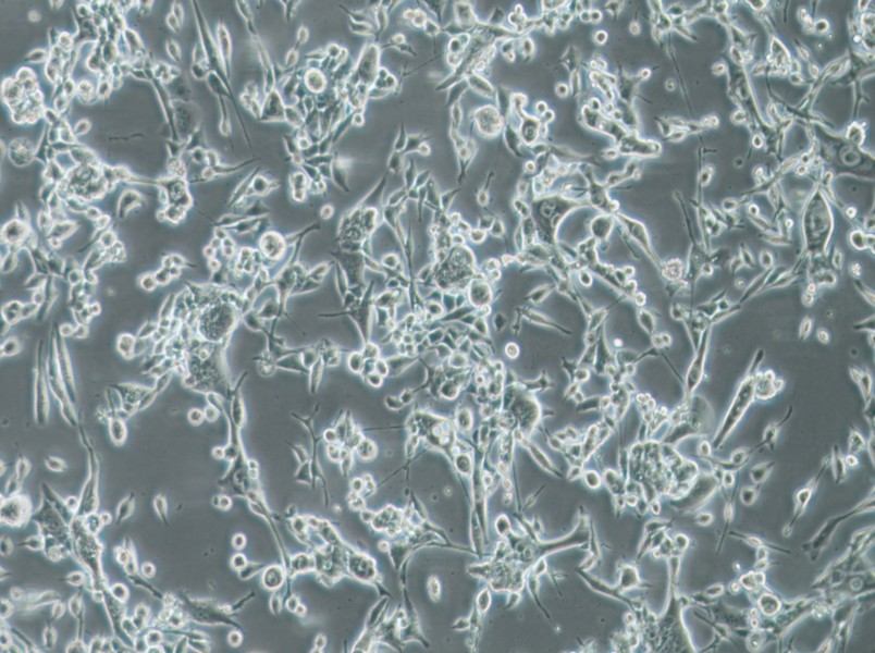 E0771 Cell Complete Medium-searchlist-1