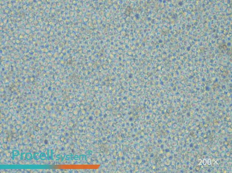 CoC1-DDP Cell Complete Medium - small - 5