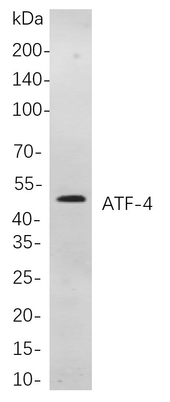 Recombinant ATF-4 Monoclonal Antibody-searchlist-1