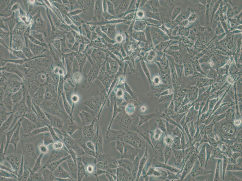 MO3.13 Cell Complete Medium - 4