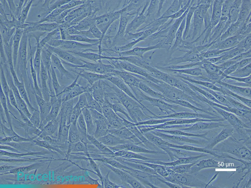 Human Umbilical Vein Smooth Muscle Cell Complete Medium - 4