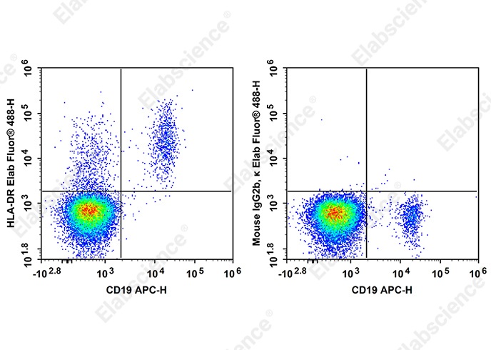 Elab Fluor<sup>®</sup>488 Anti-Human HLA-DR Antibody[Tü36] - 1