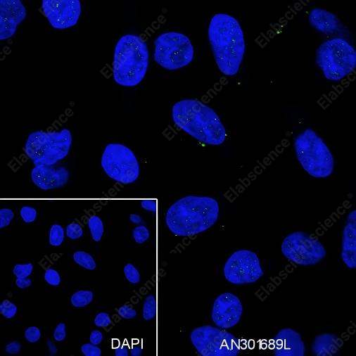 Recombinant WWOX Monoclonal Antibody - 6