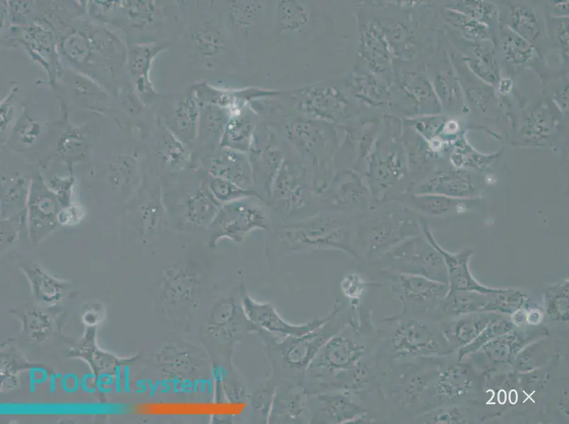 OAW42 Cell Complete Medium - 6