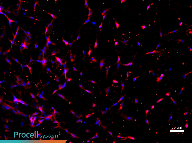 Rat Sertoli Cells - 1