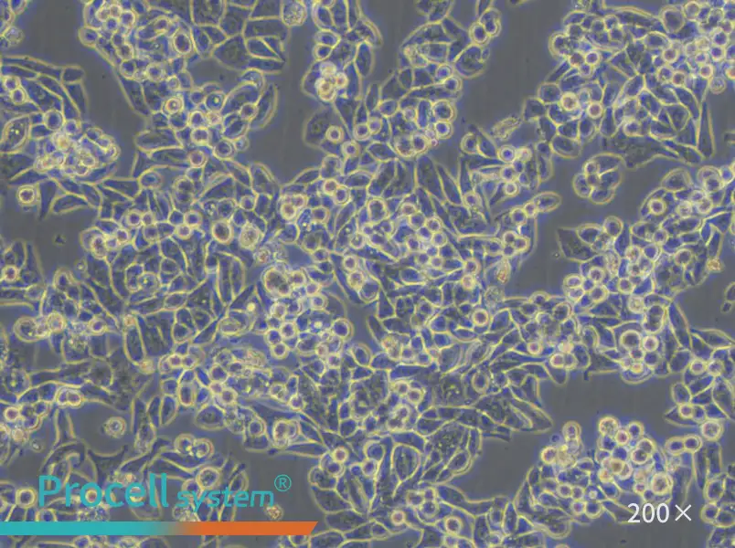 C99 Cell Complete Medium - 5