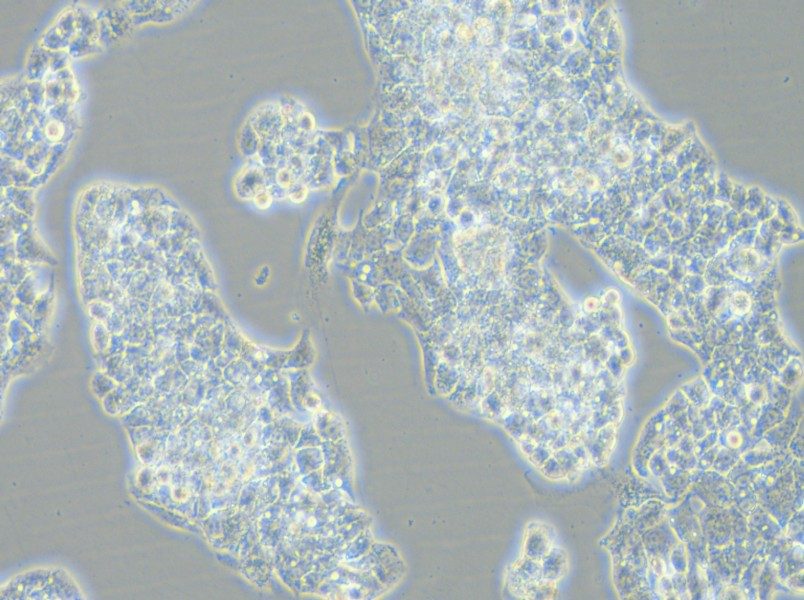 Hep G2-LUC Cell Complete Medium - 6