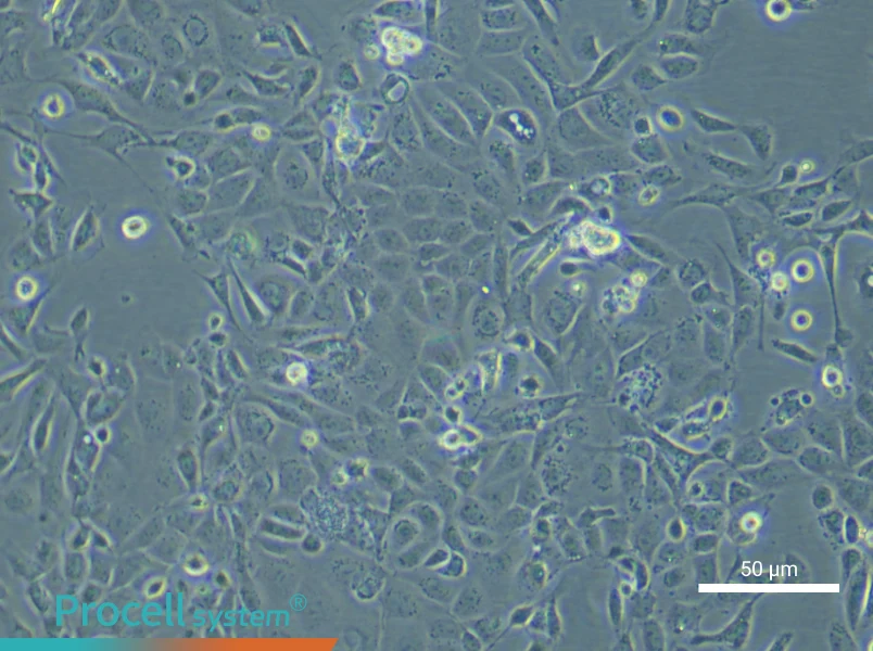 Mouse Renal Microvascular Endothelial Cell Complete MediumMouse Renal Microvascular Endothelial Cell Complete Medium - 6