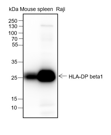 Recombinant HLA-DPB1 Monoclonal Antibody-searchlist-1