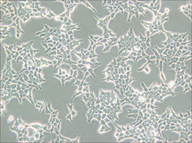 293T/17 Cell Complete Medium - small - 4