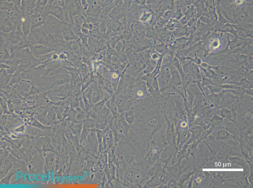 Mouse Scleral Fibroblast Complete Medium - small - 4