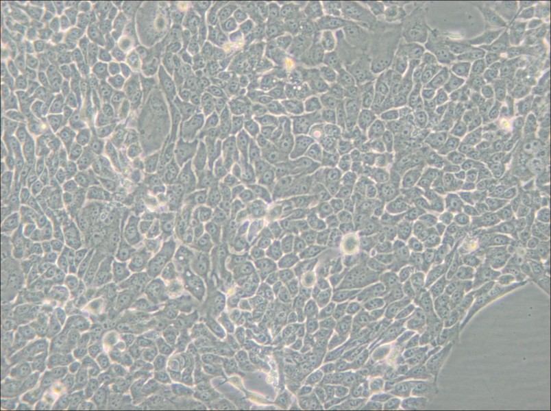 Detroit 562 Cell Complete Medium - 6