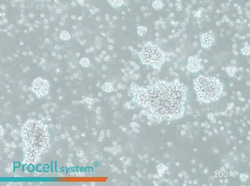 SU-DHL-10 Cell Complete MediumSU-DHL-10 Cell Complete Medium - 2