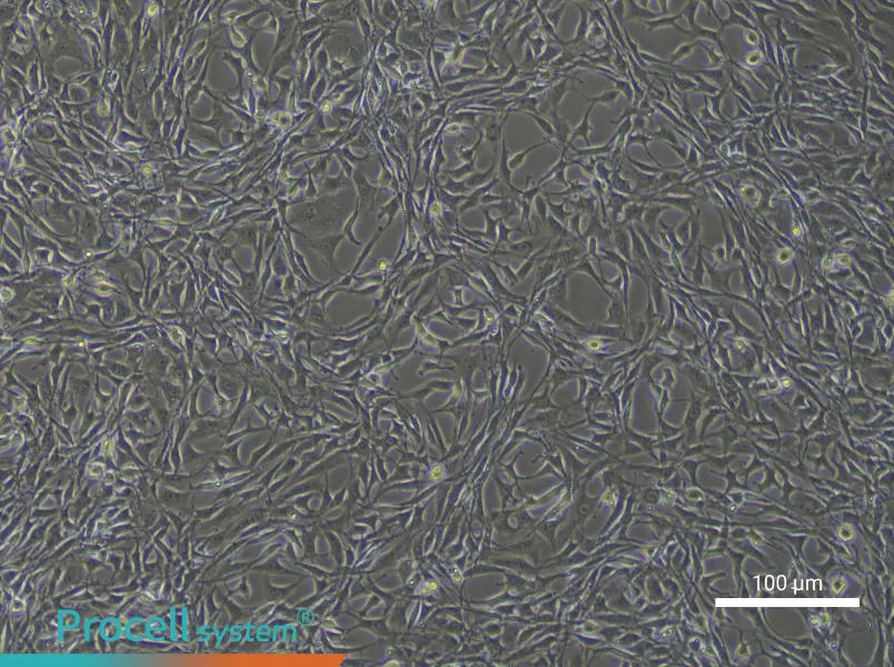 Rat Bone Marrow Mesenchymal Stem Cells - 4