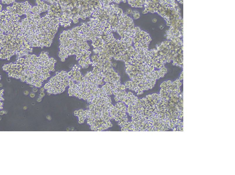 NCI-H187 Cell Complete Medium-searchlist-1