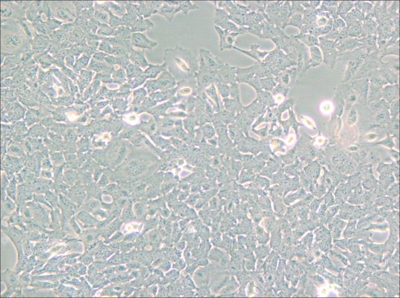 HC11 Cell Complete Medium - small - 5