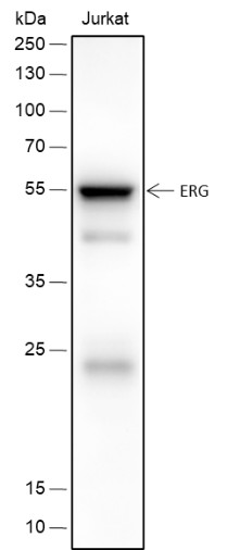 Recombinant ERG Monoclonal Antibody-searchlist-1
