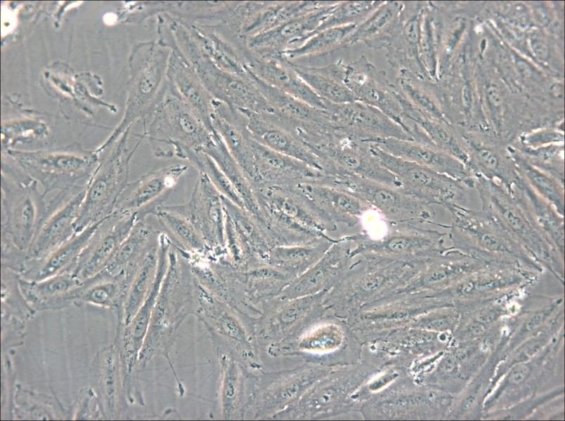 NCI-H2030 Cell Complete Medium - small - 4