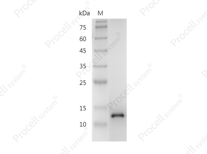 BDNF, Human/Mouse/Rat, Recombinant