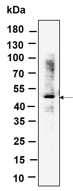 Recombinant RGS6 Monoclonal Antibody-searchlist-1