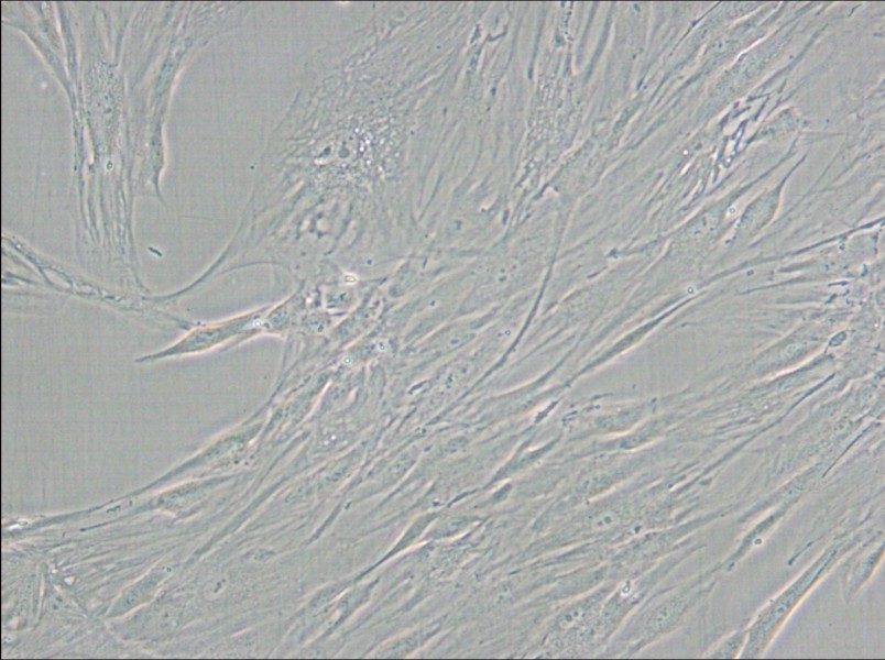 CCD-1095Sk Cell Complete Medium - small - 4