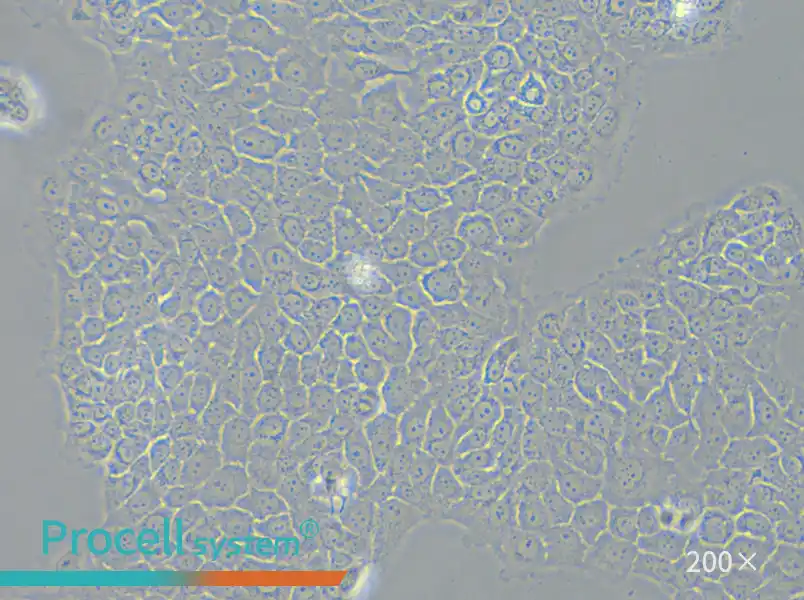 BxPC-3 Cell Complete Medium - small - 5