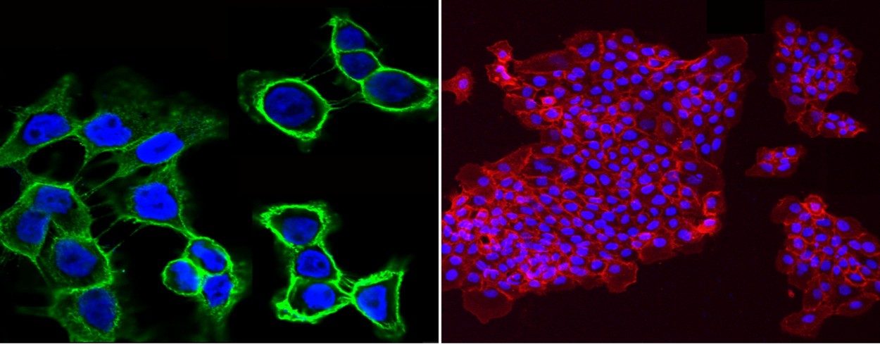 JAM-A/F11R Monoclonal Antibody - small - 2