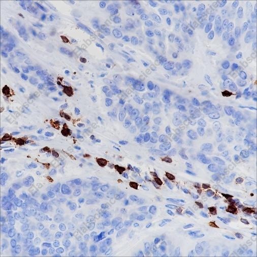 Recombinant CD278/ICOS Monoclonal Antibody - 1