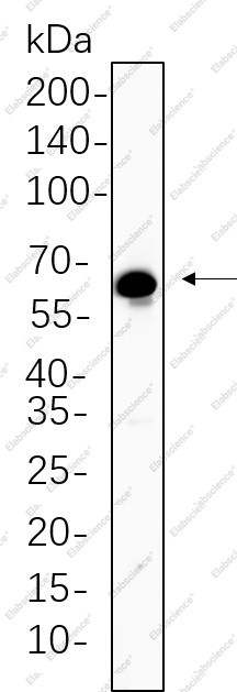 Recombinant TGF β Receptor II Monoclonal Antibody - 1