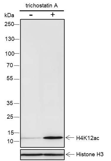 Recombinant Histone H4 (Acetyl Lys12) Monoclonal Antibody - 2