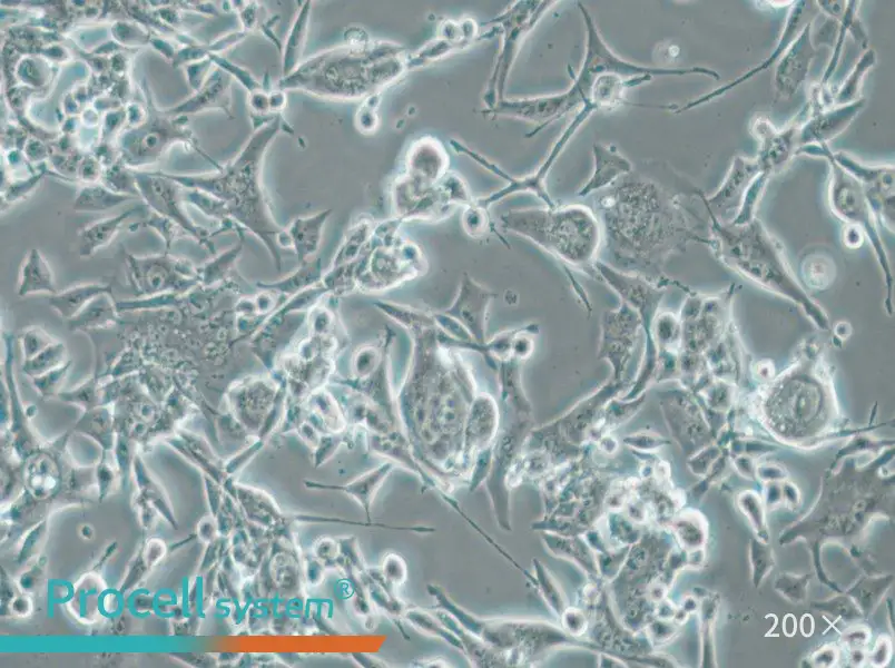 E0771 Cell Complete Medium - 4