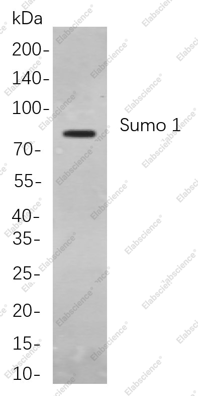 Recombinant Sumo 1 Monoclonal Antibody - 1