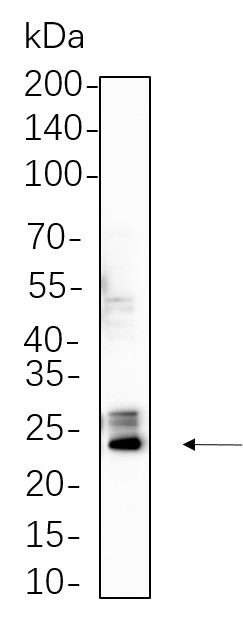 Recombinant Bak Monoclonal Antibody-searchlist-1