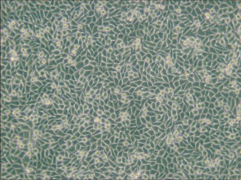 LM/TK [LMTK-] Cell Complete Medium - 4