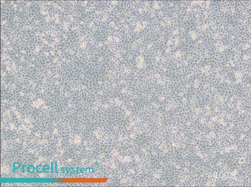 LM/TK [LMTK-] Cell Complete Medium - 1
