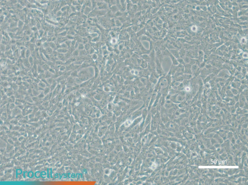 V79 Cell Complete Medium - small - 6