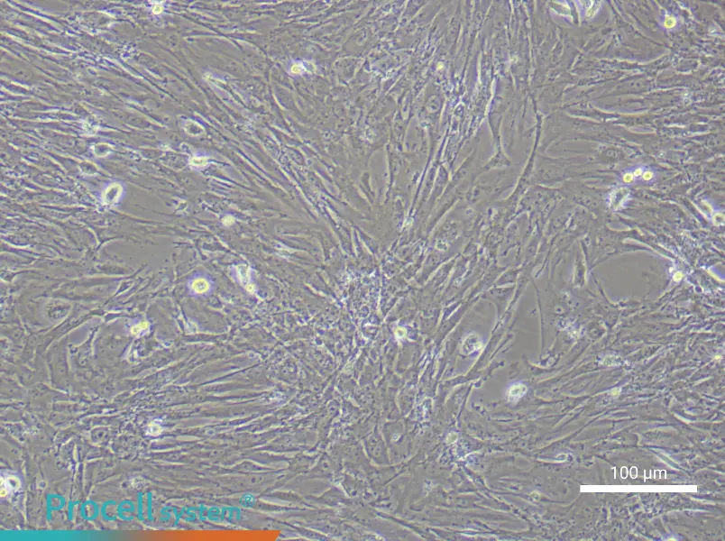 Mouse Gastric Smooth Muscle Cell Complete Medium - 1