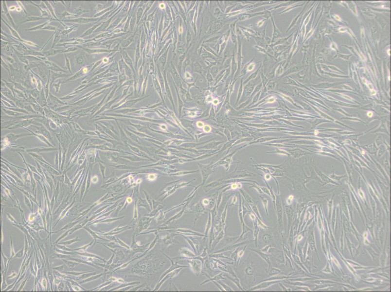 8305C Cell Complete Medium8305C Cell Complete Medium - 3