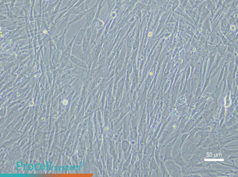 Chicken Adipose-Derived Stem Cell Complete Medium - 5