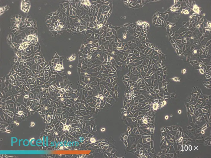 CMT93 Cell Complete MediumCMT93 Cell Complete Medium - 2
