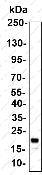Recombinant Pin1 Monoclonal Antibody - 2