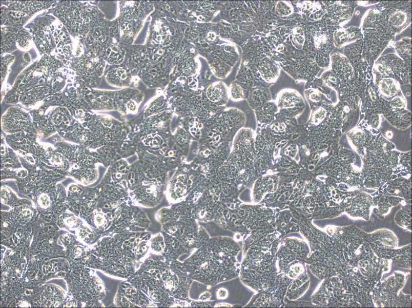 MFE-280 Cell Complete MediumMFE-280 Cell Complete Medium - 3