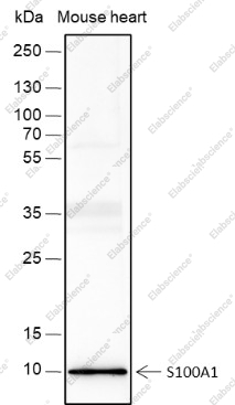 Recombinant S100A1 Monoclonal Antibody - 1